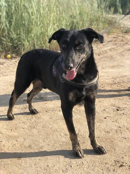 Rufus | Adopt An Animal BARC