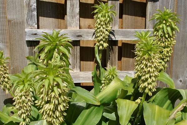 Eucomis bicolor | Davids Garden Diary 