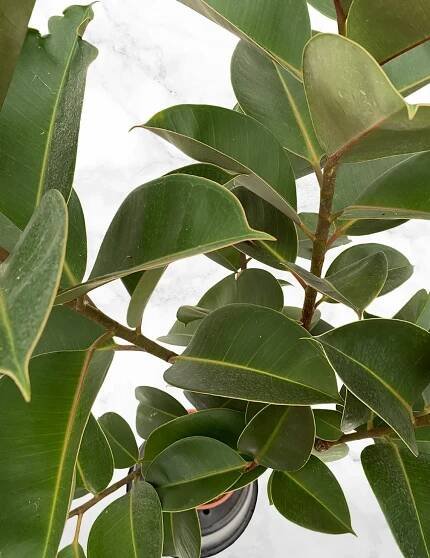 Ficus Elastica Robusta 3.jpg