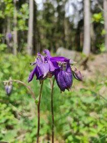 Orlíček obecný (Aquilegia vulgaris), ohrožený či zranitelný druh okrajů lesů, typický pro Moravský kras. Kvete v květnu.