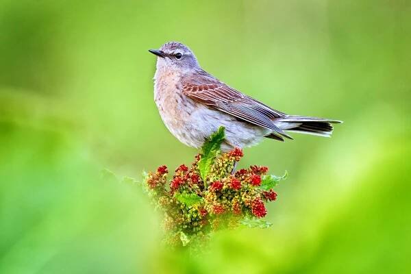 Linduška horská (Anthus spinoletta)