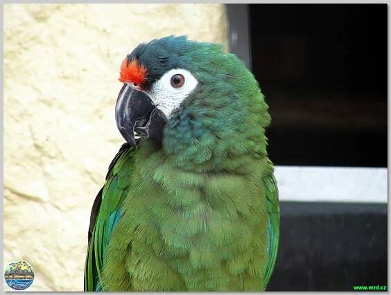 Papouščí zoo Bošovice