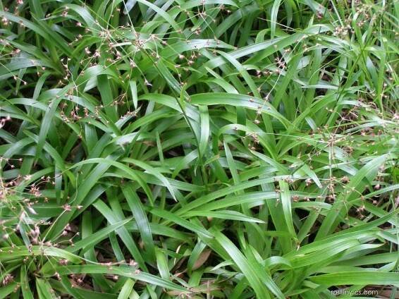 Bika lesní - Luzula sylvatica, rostlina