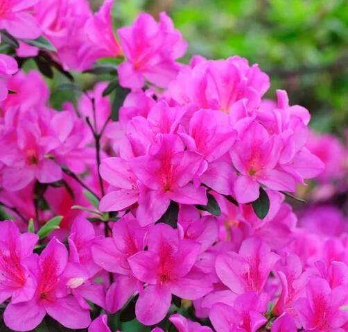 Azalea květiny — Stock obrázek