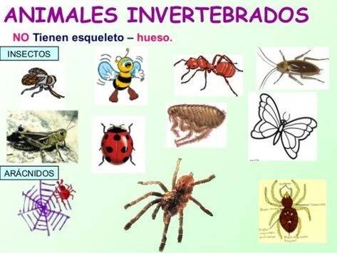 Animais Vertebrados e Invertebrados - Classificação e Fotos | Animais | Animais vertebrados, Animais vertebrados e invertebrados, Vertebrados e invertebrados