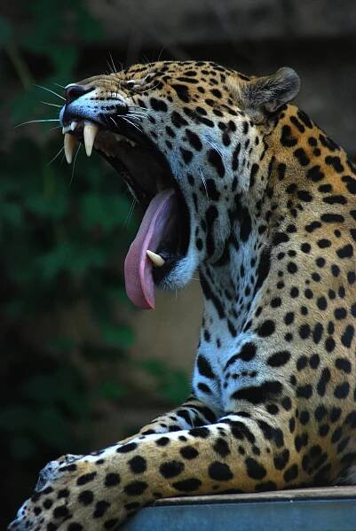 Soubor:Panthera onca at the Toronto Zoo 2.jpg – Wikipedie