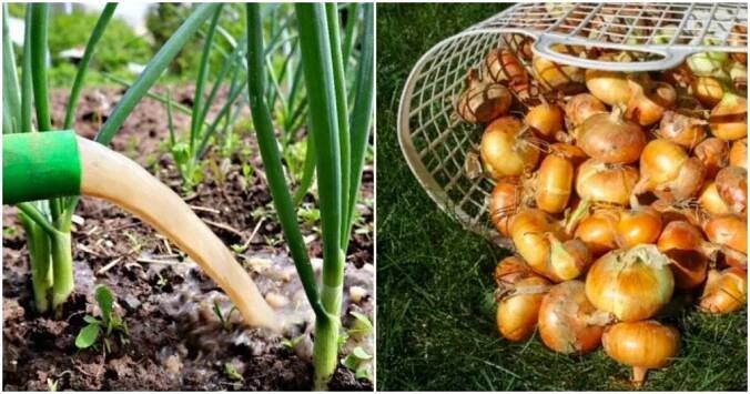 Čím hnojit cibuli v červnu, aby vyrostla do obřích rozměrů a při skladování neshnila. Nejlépe se osvědčuje lidový recept