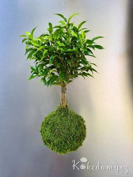 Ficus benjamina Natasja - závěsná kokedama