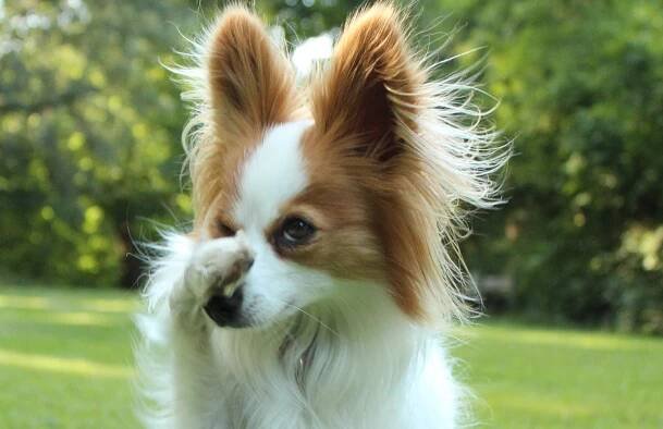 Logo mit Hund