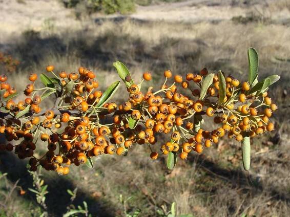 Pyracantha coccinea Profile – California Invasive Plant Council