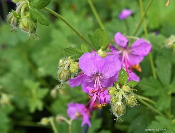 Kakost oddenkatý (Geranium macrorrhizum)