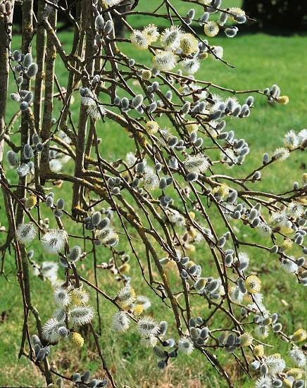 Salix caprea ´Kilmarnock Pendula´ , Vrba jíva, 120 cm kmínek, VK