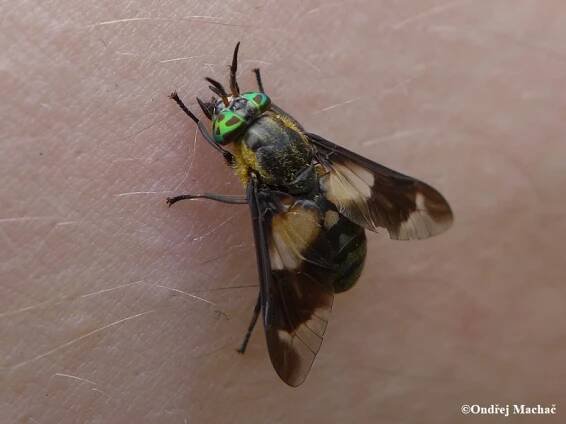 Chrysops caecutiens - bzikavka slepoočka | Tabanidae - ovádovití | Natura Bohemica