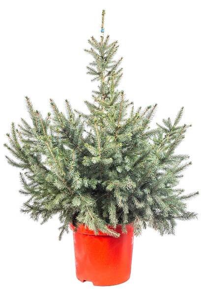 Smrk omorika, Picea omorika, kontejnerovaný stromek skladem