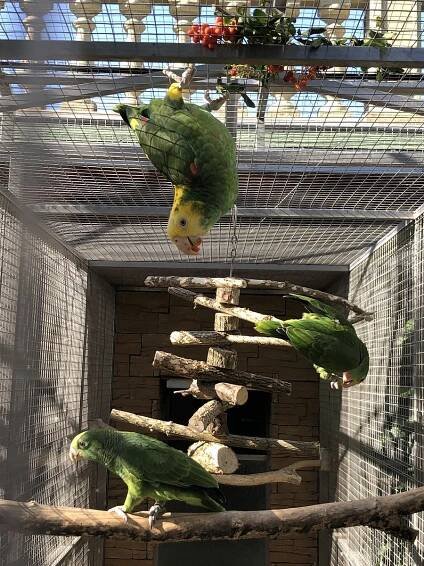 Bošovická zoo se pyšní přírůstky. Návštěvníci uvidí mláďata amazoňanů velkých