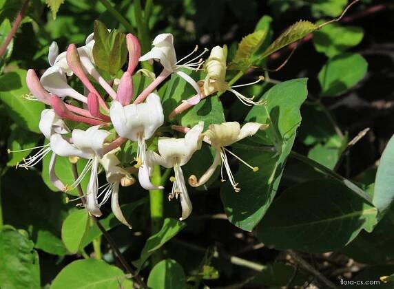 Zimolez kozí list - Lonicera caprifolium