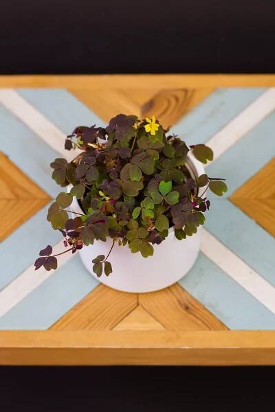 Oxalis vulcanicola ‘Bora‘