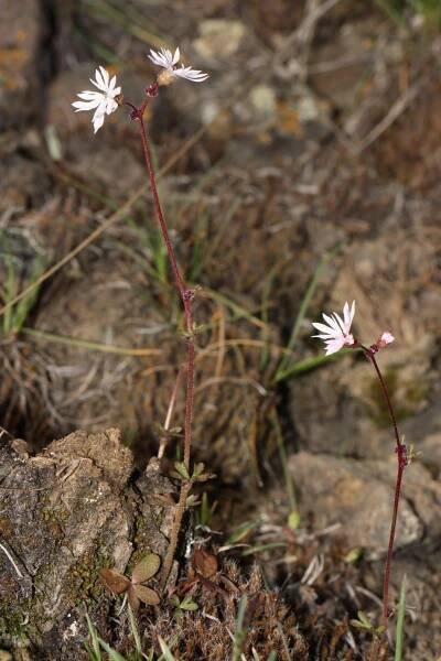 Lithophragma glabrum