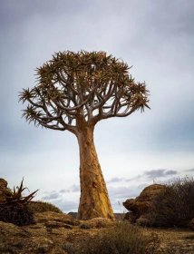 Dichotomie aloe (Aloe dichotoma) nebo strom toulec (strom toulec) nebo cokerboom (kokerboom)