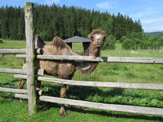 Výlet do ZOO Laczna | MŠ Police nad Metují