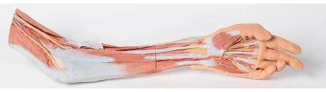 Levá horní končetina - paže, předloktí a ruka - anatomický model