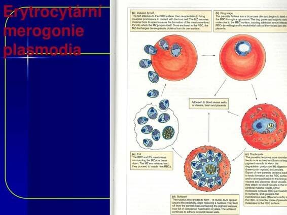 PPT - Prvoci PowerPoint Presentation, free download - ID:5709879