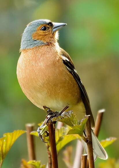 Iain Morrison - Wildlife