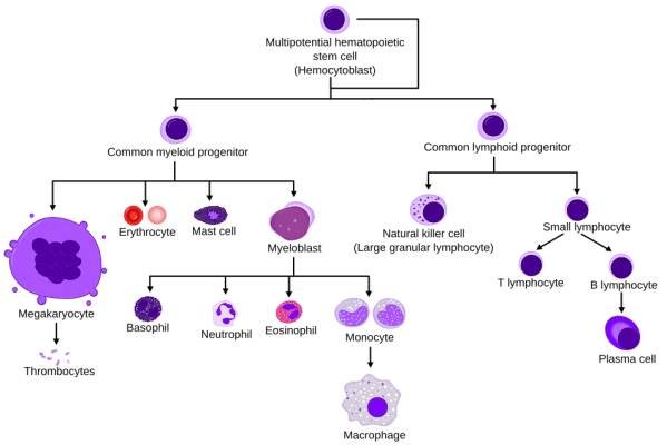 Hematopoetická kmenová buňka – Wikipedie