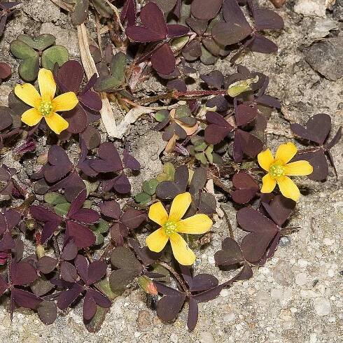 File:Oxalis.corniculata.7562.JPG