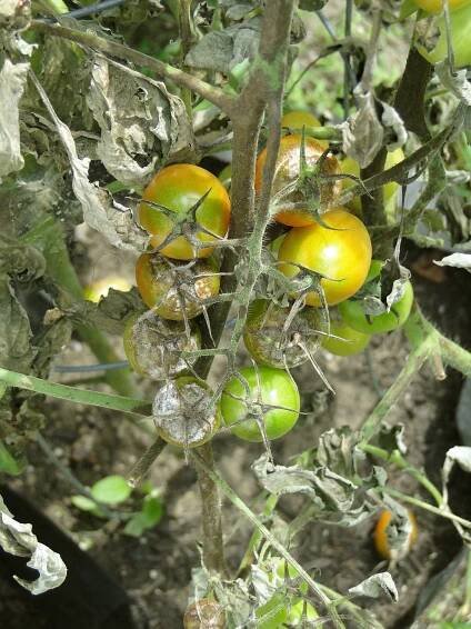Tomato 608290 1920