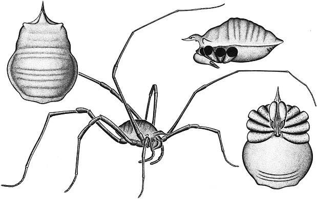 Tetrophthalmi