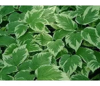 Bršlice kozí noha 'Variegatum' - Aegopodium podagraria 'Variegatum' Balení: kontejner p9