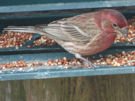 House Finch | Linda Caffey Photography