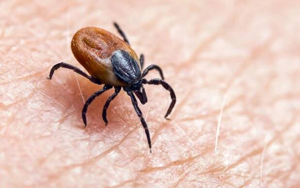 LYME DISEASE