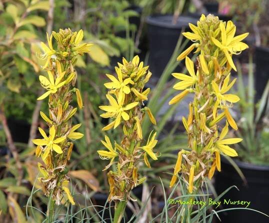 Monterey Bay Nursery plants - A