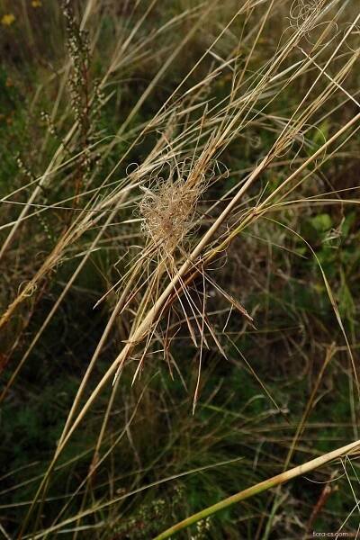 Kavyl vláskovitý (Stipa capillata)