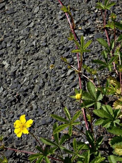 Mochna plazivá (Potentilla reptans)