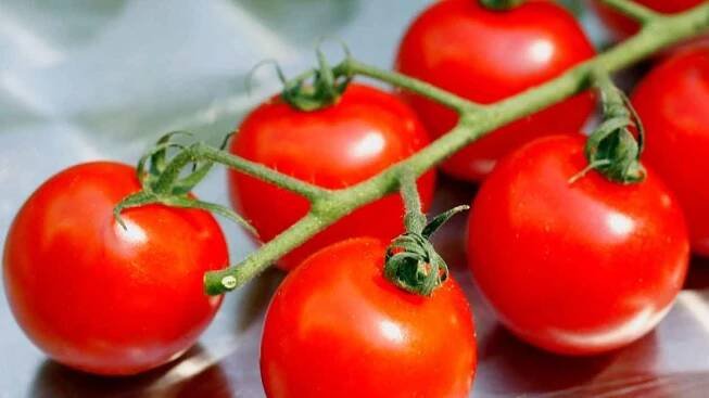 S rajčaty se začalo v Itálii. Jsou plná antioxidantů