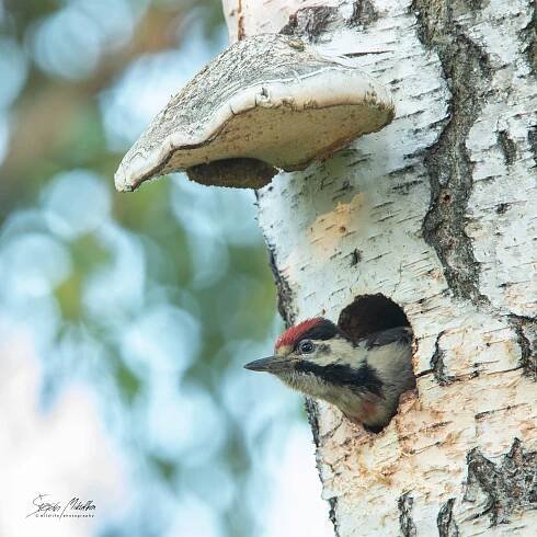 Šplhavci | Štěpán Mikulka | Wildlife fotograf