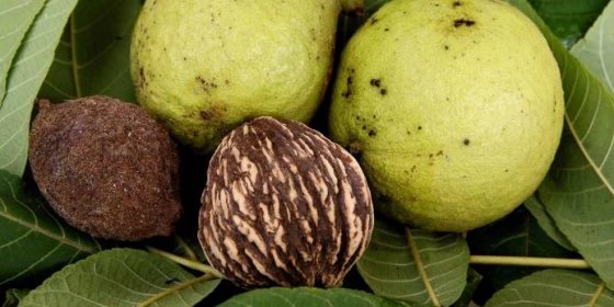 Černé vlašské ořechy pochází z Ameriky a jsou považovány za superpotravinu