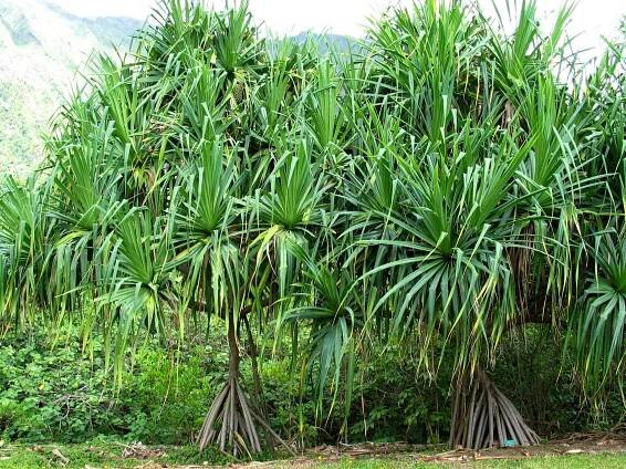 Pandanaceae