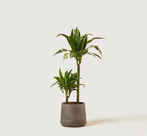 Dracaena fragrans