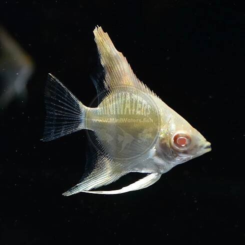Pterophyllum scalare "Albino Angelfish"