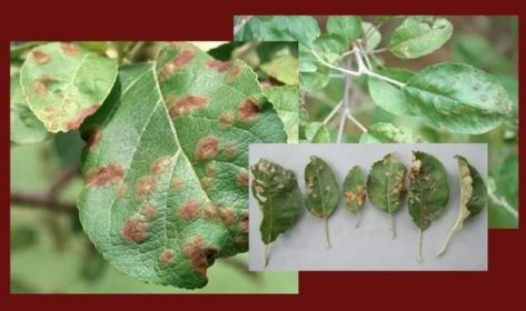 Hnědé skvrny na listech jabloně (24 fotografií): co je toto onemocnění a co dělat? Proč se objevily a jak se léčit? Listy