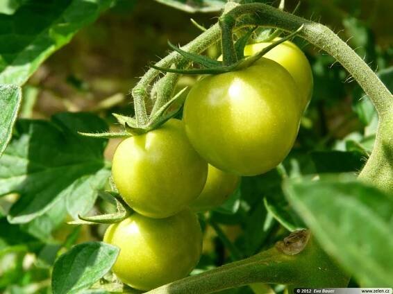 Solanum lycopersicum Bejbino F1 rajče