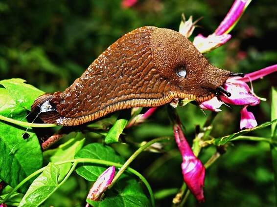 slug-1613178_1280