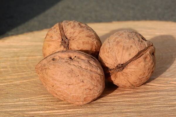 nuts-2380099_960_720.jpg