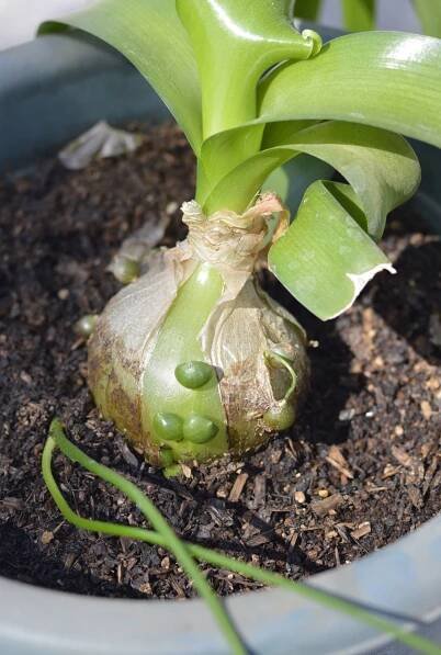 Snědek ocasatý je nenápadná pokojovka. S účinky většími než aloe vera! | BydlímeKvalitně.cz 