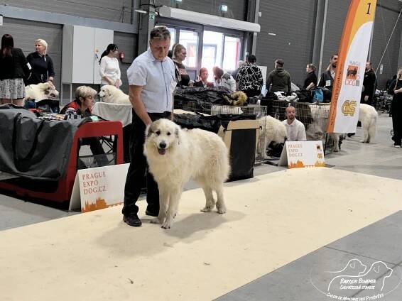 PRAGUE EXPO DOG PRAHA TRIO CACIB – 30.11. 2024 - BABYLON BOHEMIA