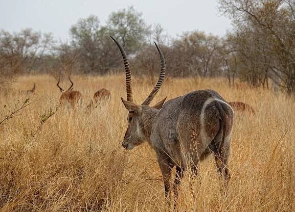 Photo of male waterbuck in Kruger Park, South Africa.